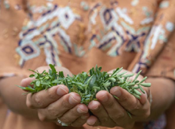 Consulta ayurvédica con plantas medicinales en las manos